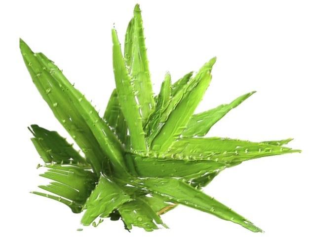 Certified Organic Rinse Free Facial Cleanser Aloe Vera