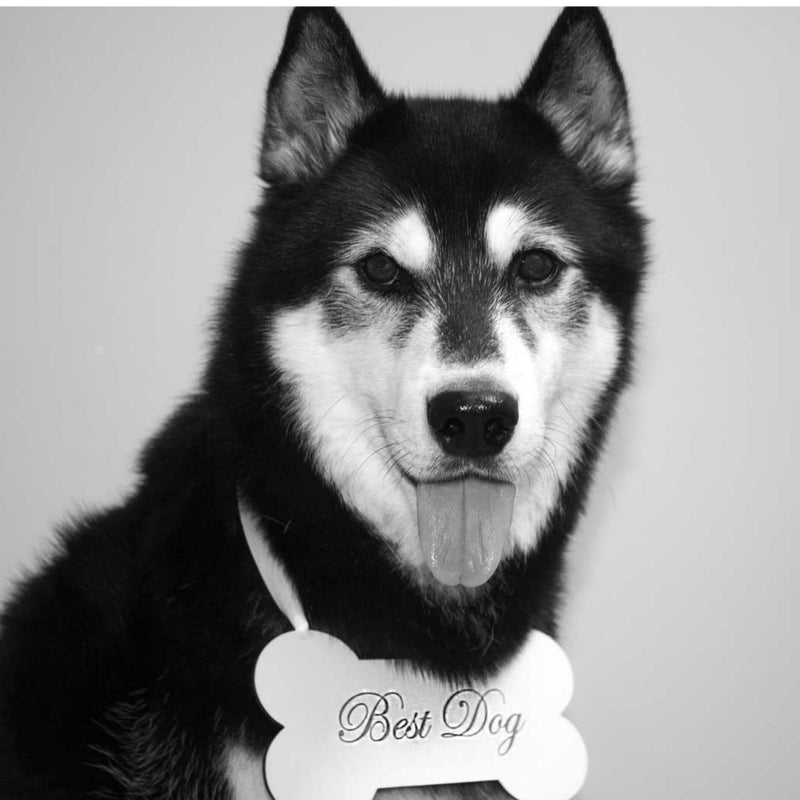 Best Dog Wedding Sign