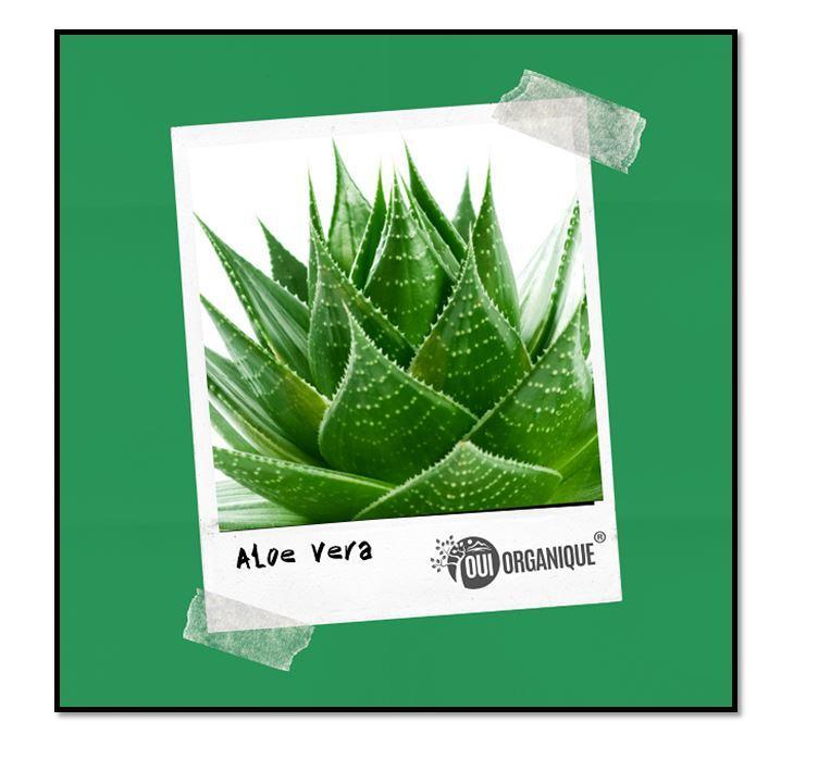Certified Organic Rinse Free Facial Cleanser Aloe Vera