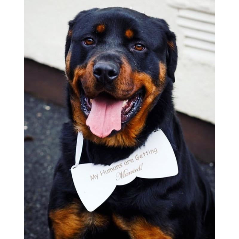 "My Humans are Getting Married" Dog Sign