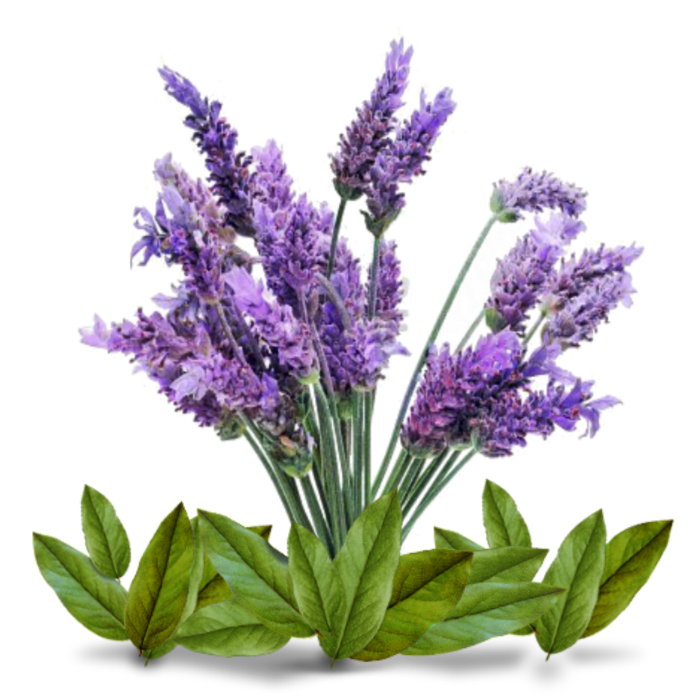 Lavender Tea Tree Clarifying/Acne Skin Cream - Vegan friendly